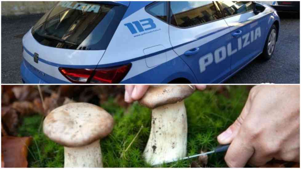 funghi