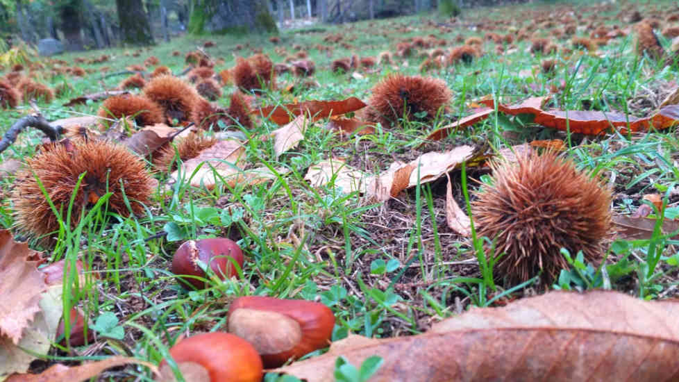 castagne coldiretti campania