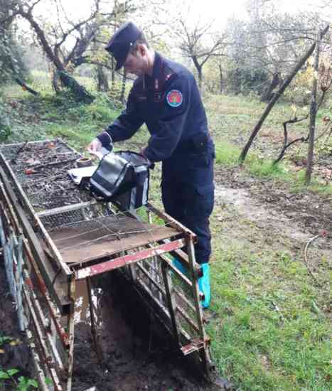 Trappola per cinghiali a S Angelo in Formis 17-11-2020