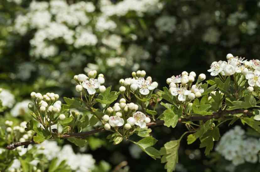 piante rimedi