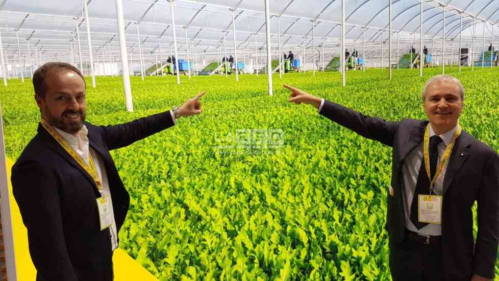 rucola igp