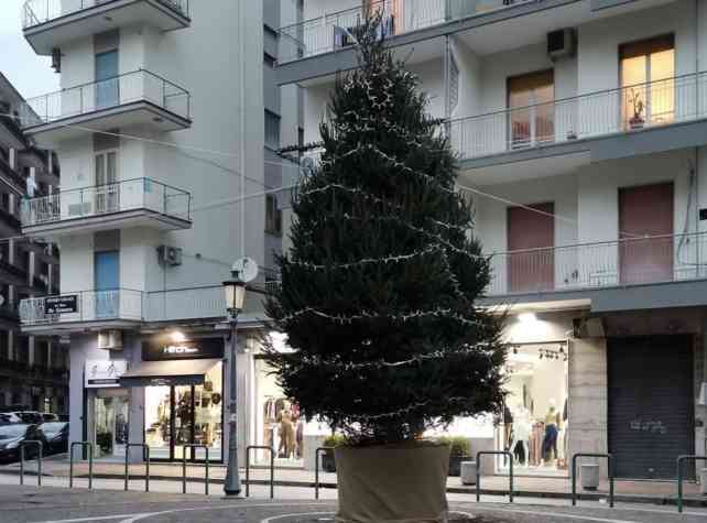 albero pastena