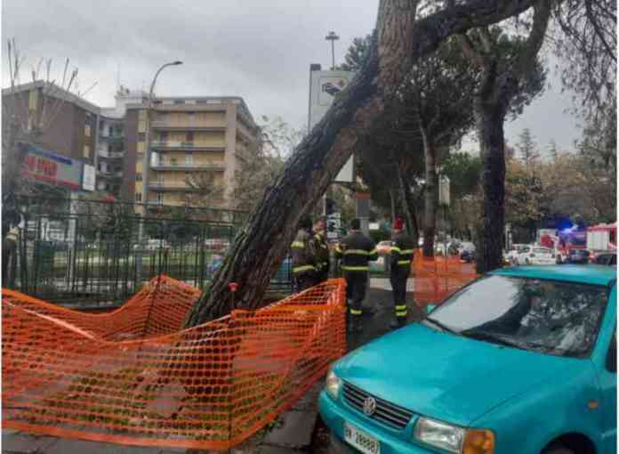 albero