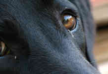 Cane abbandonato ma ha il microchip: due denunce