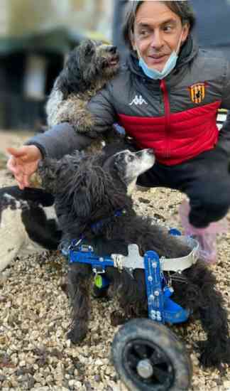 pippo