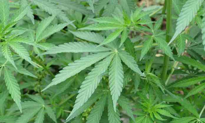 Ritardo-nella-consulenza-sulla-pianta-limputato-va-assolto