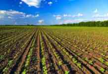 Pnnr, la Campania chiede al Governo 641 milioni per l’agricoltura