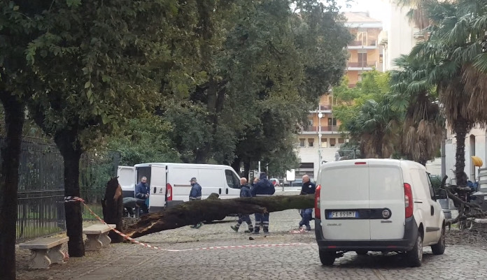 albero verdi