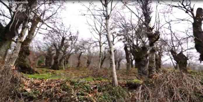bosco agerola