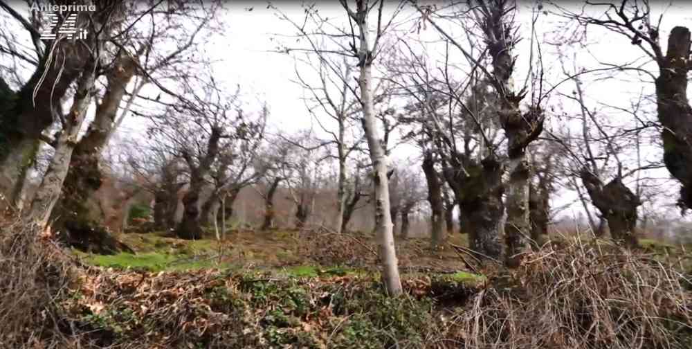 bosco agerola
