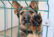Denutriti e maltrattati, sei cani da combattimento salvati nel Salernitano