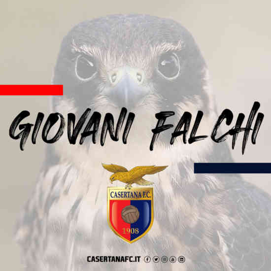 giovani falchi