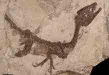 ‘Freedom’ nel Sannio, Roberto Giacobbo alla scoperta del dinosauro Ciro