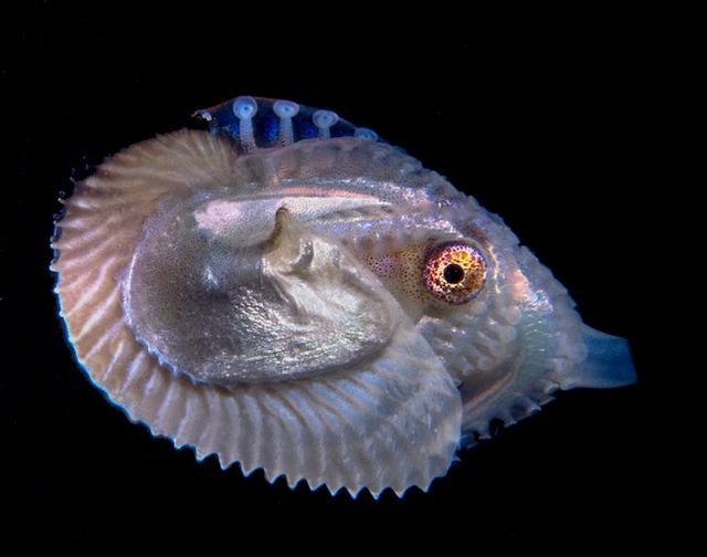 polpo argonauta
