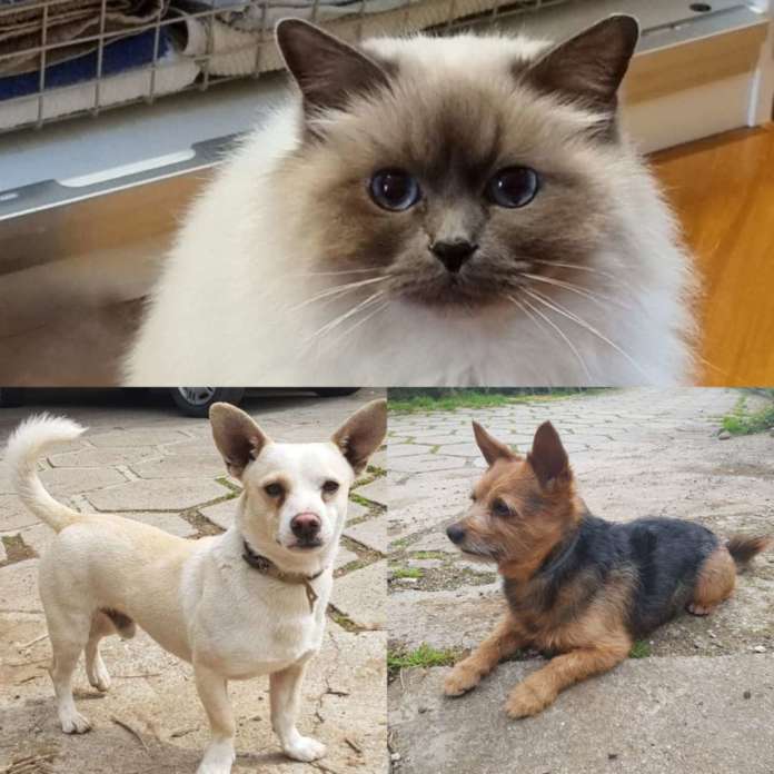 animali domestici