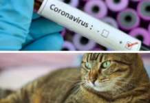 Covid, scoperta variante inglese in un gatto: è il primo caso in Italia