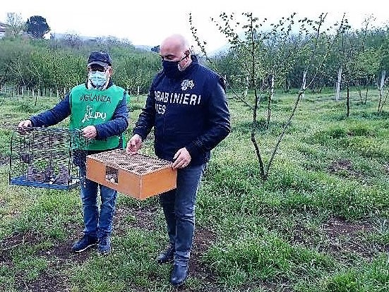 Cites liberazione uccelli 11