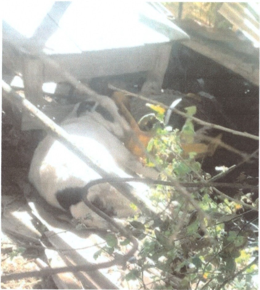 cani avvelenati2