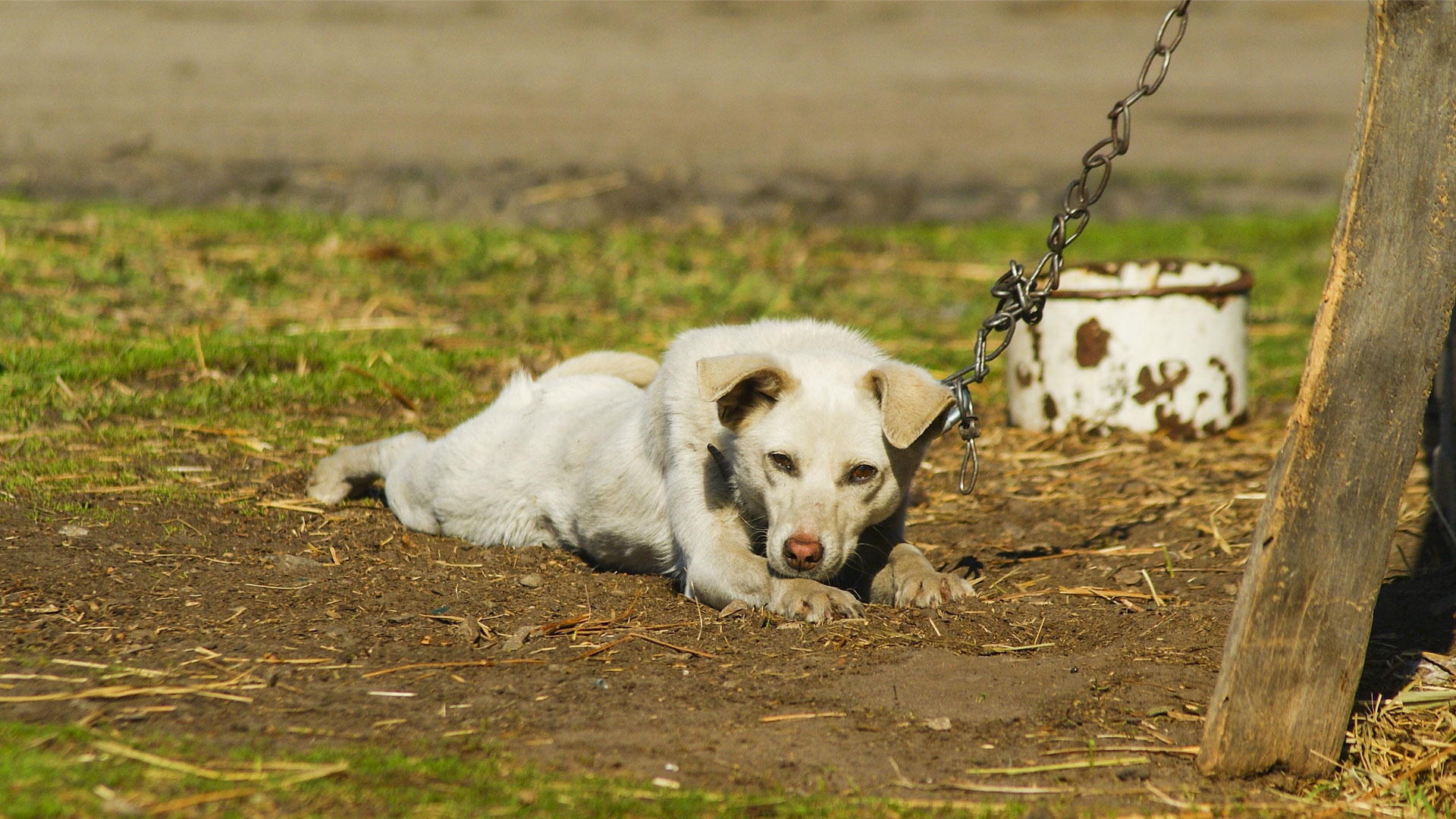 cani catena