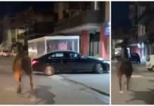 Cavallo in fuga per le strade di Napoli, il video virale tra le polemiche