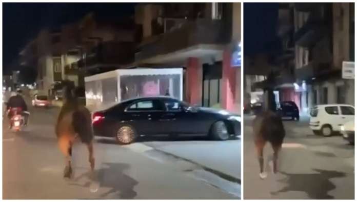 cavallo secondigliano