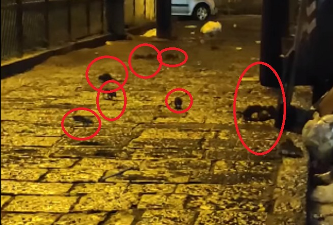 colonia topi napoli