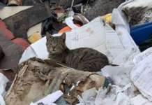 Ex macello Poggioreale, colonia felina devastata da tumori