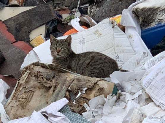 gatto randagio