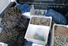Pesca illecita a Napoli: ancora sanzioni della Capitaneria di Porto