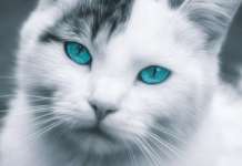 Consigli per chi si appresta ad adottare un gatto