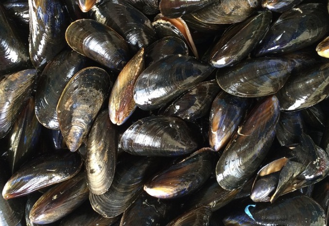 cozze