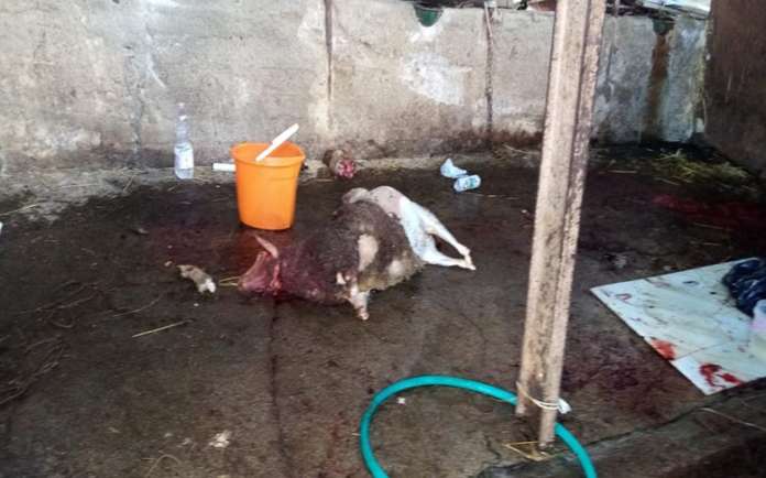Operazione Salerno bestiame 01