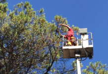 Sopralluogo tecnico per analizzare la problematica relativa ai pini del “Parco Di Nunno”