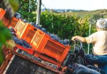 Il boom delle Agrifood sostenibili: le imprese si fanno sempre più eco