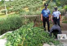 Albanella, arrestato coltivatore di sostanze stupefacenti