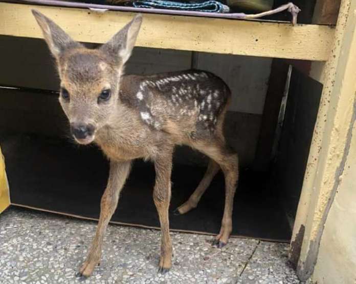 cucciolo di capriolo
