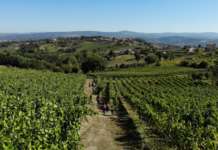 Lapio, riparte il trekking in Vigna nel borgo del Fiano