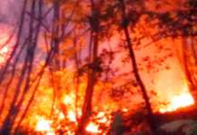 Incendi boschi, volontari Campania per pattugliamento e lotta