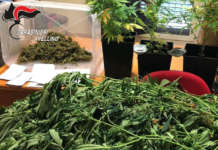Sorpreso a coltivare cannabis: 37enne arrestato dai Carabinieri