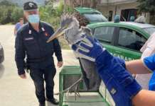 San Cipriano Picentino, Carabinieri salvano un airone