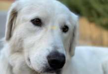 Cautano, la cagnolina Bianca salvata grazie all’intervento dell’Enpa sannita