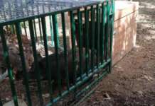 Pellezzano, catturati otto cinghiali avvistati in centro