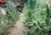 Furore, i carabinieri scovano piantagione di marijuana (VIDEO)