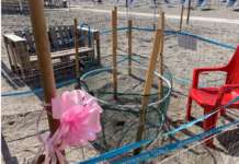 Fiocco rosa sulla spiaggia del Colombo: è nata Imma, la prima tartarughina – VIDEO