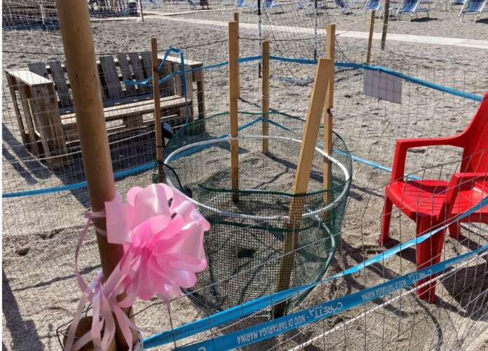 nascita tartaruga imma spiaggia colombo salerno