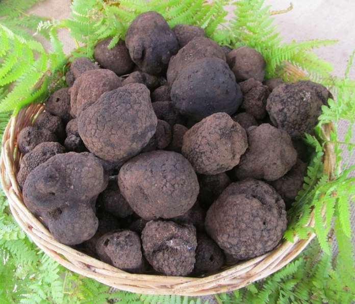 tartufo colliano