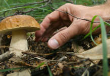 Va a cercare funghi e cade in dirupo: muore 68enne