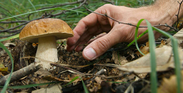 funghi