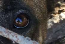 Maltrattamento animali, sequestrati 9 cani e denunciato l’autore