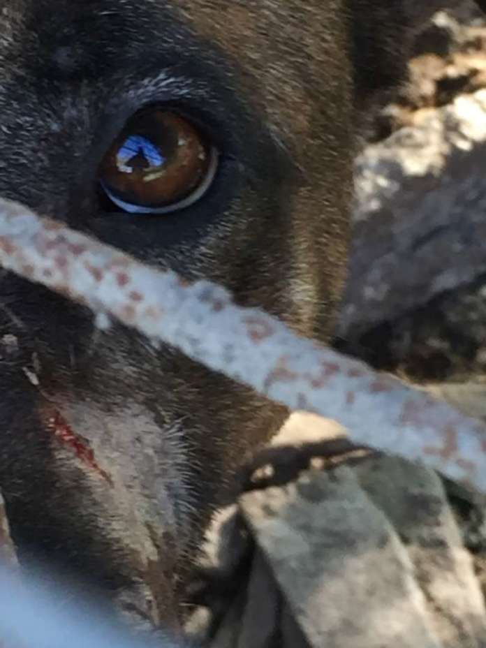 maltrattamento animali2
